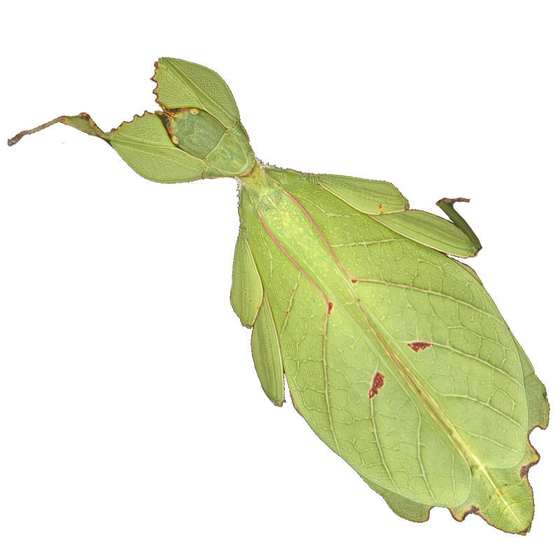 Phyllium Gantungense Rizal